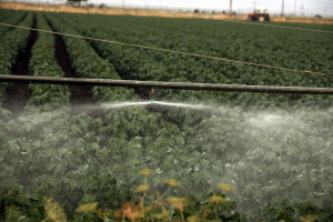 Greek Agricultural Subsidy System in Crisis Amid EU Corruption Probes