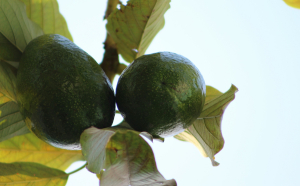 Αβοκάντο στο μπαλκόνι: Πώς θα το καλλιεργήσετε σε 3 απλά βήματα