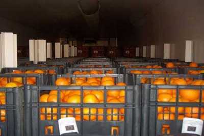 Διανομή μανταρινιών στο Δήμο Βριλησσίων