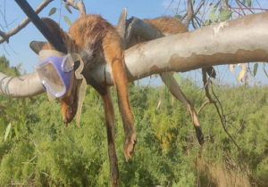 Κτηνωδία στο Σχινιά! Κρέμασαν νεκρή αλεπού με κομμένη ουρά πάνω σε δέντρο με μάσκα και αναπνευστήρα! (εικόνες)