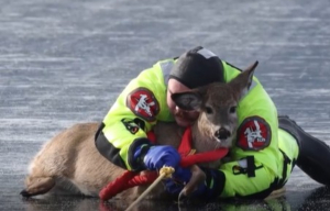 Απίστευτη διάσωση ελαφιού από παγωμένη λίμνη στην Ουάσινγκτον (βίντεο)