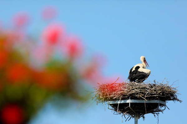 Δέλτα Αξιού: «Καρπερή» χρονιά για τους πελαργούς, μεγάλη αύξηση των νεοσσών