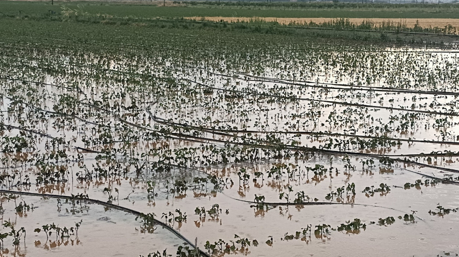 Κακοκαιρία στη Φθιώτιδα: Ισχυρή βροχή και χαλάζι, καταστράφηκαν καλλιέργειες (Εικόνες)
