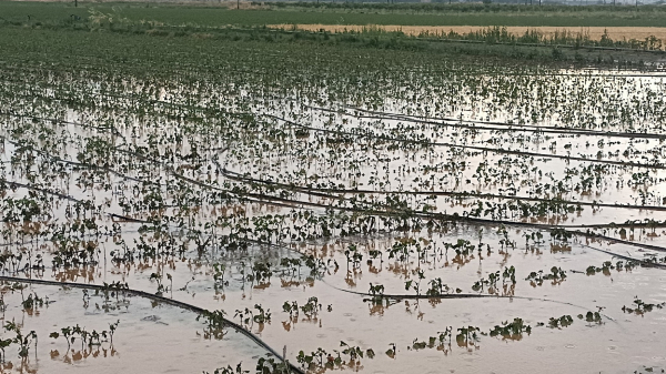 Κακοκαιρία στη Φθιώτιδα: Ισχυρή βροχή και χαλάζι, καταστράφηκαν καλλιέργειες (Εικόνες)