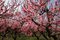 Αίθριος ο καιρός σήμερα - Μέχρι 17 βαθμούς η θερμοκρασία