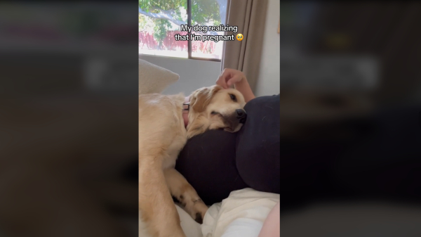 Το πιο γλυκό βίντεο της ημέρας: Όταν ο σκύλος καταλαβαίνει πως είναι έγκυος η κηδεμόνας του