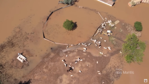 Ένα τεράστιο νεκροταφείο, χιλιάδες πτώματα ζώων παραμένουν στους δρόμους της Θεσσαλίας