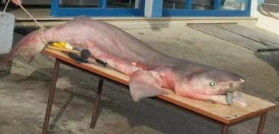 Ψάρεψαν καρχαρία 3 μέτρων στο Ρίο - Αντίρριο!