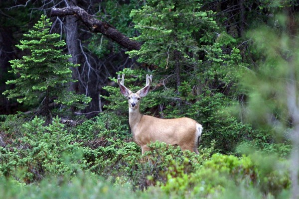 Πυροβόλησαν εξ επαφής ελάφι στην Πάρνηθα