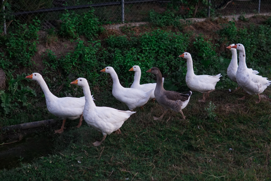 Γρίπη των Πτηνών: Συναγερμός και στη Δοϊράνη - Περίπου 20 νεκρά πτηνά περισυνέλεξαν οι αρχές