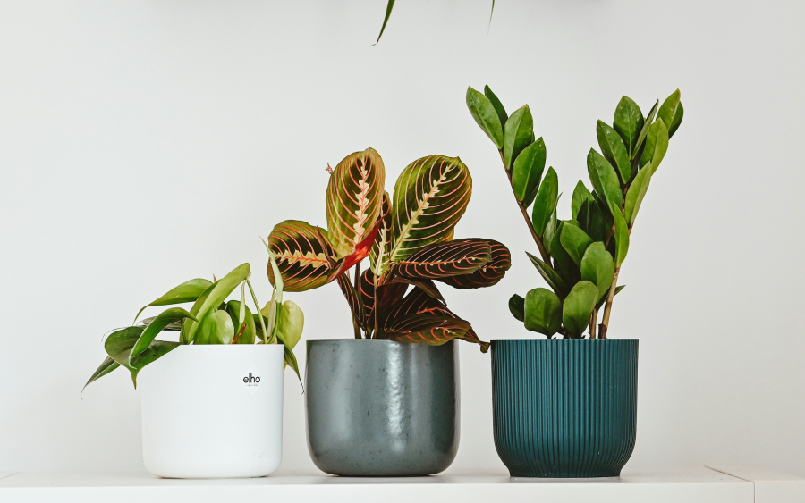 Τα 5 φυτά εσωτερικού χώρου που βελτιώνουν την υγεία