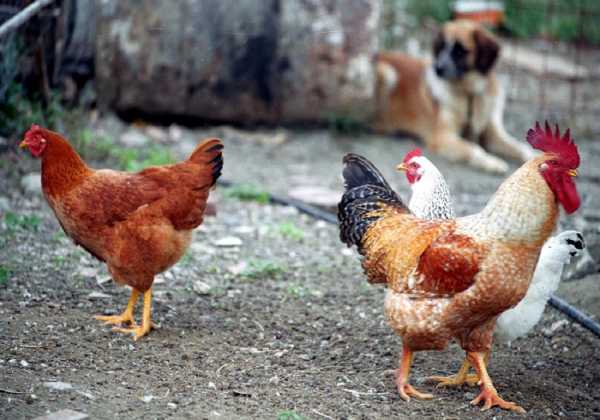 Τον κώδωνα του κινδύνου κρούει ο ΠΟΥ για την γρίπη των πτηνών