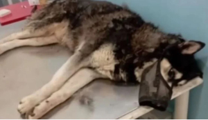 Μορφή χιονοστιβάδας παίρνουν οι καταγγελίες για κακοποίηση ζώων - «Γίνεται πανικός, δεν προλαβαίνουμε να απαντάμε»