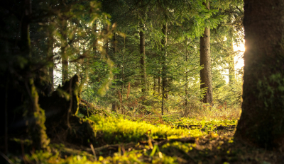 Πώς θα λειτουργήσει το χρηματιστήριο ρύπων για τα δάση