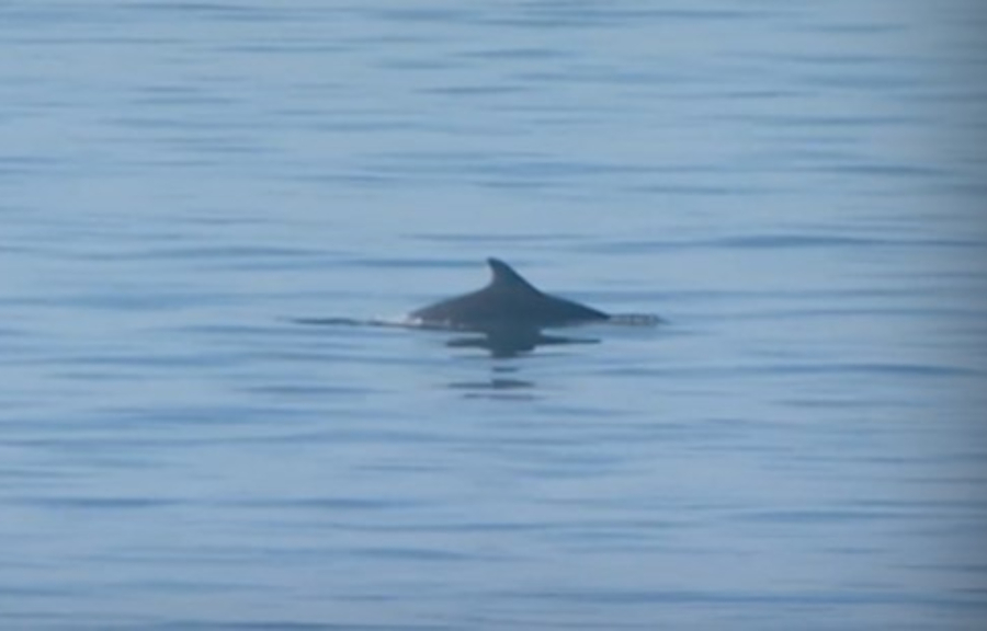 28η Οκτωβρίου: Και τα δελφίνια του Θερμαϊκού «παρέλασαν» στη Θεσσαλονίκη