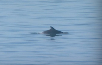 28η Οκτωβρίου: Και τα δελφίνια του Θερμαϊκού «παρέλασαν» στη Θεσσαλονίκη