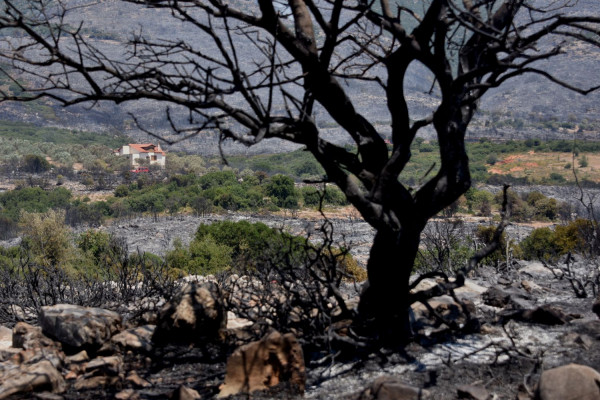 Θάσος: Λήξη συναγερμού! Έσβησε η φωτιά στην Ποταμιά