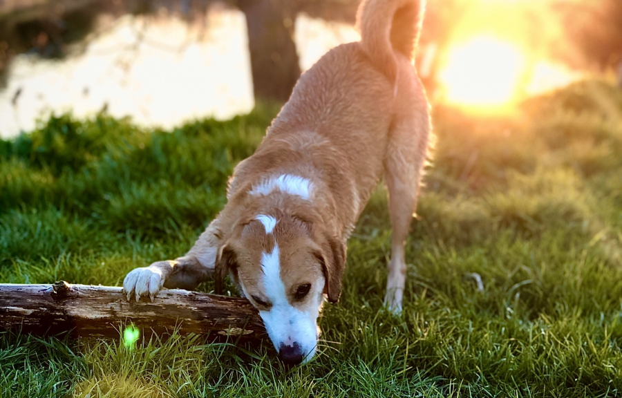 Μήπως να μασάτε... ξύλο για να έχετε καλή μνήμη;