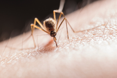 «Πυρετός των σπασμένων οστών»: Ποια είναι η επόμενη υγειονομική απειλή που προκαλεί το κουνούπι τίγρης
