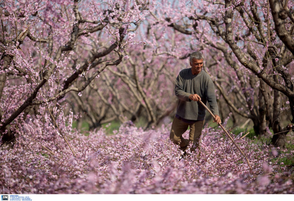 Ένα μαγευτικό ρόζ «χαλί» από ανθισμένες ροδακινιές «στρώθηκε» στη Βέροια (βίντεο)
