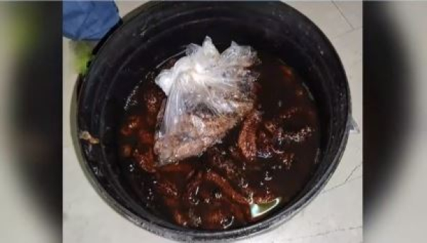 Κυλλήνη: Κατασχέθηκαν 760 κιλά αγγούρια της θάλασσας αξίας 1 εκατομμυρίου ευρώ