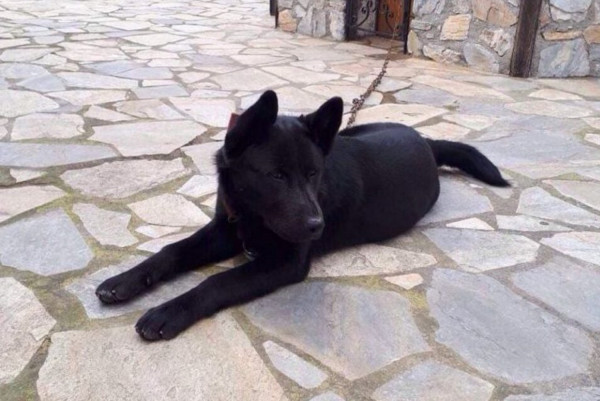 Πιερία: Βίασαν σκύλο στην παραλία Παντελεήμονα