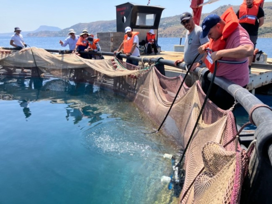 Έλληνες επιστήμονες εκπαιδεύουν τους υδατοκαλλιεργητές της Μεσογείου