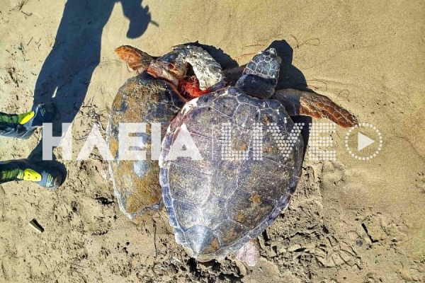 Λεχαινά: Επιχείρηση διάσωσης για δύο χελώνες καρέτα καρέτα (video)