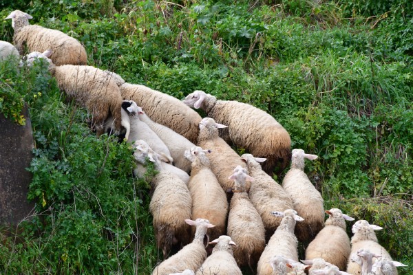 Ανησυχία στους κτηνοτρόφους για το ενδεχόμενο προσβολής αιγοπροβάτων από ευλογιά
