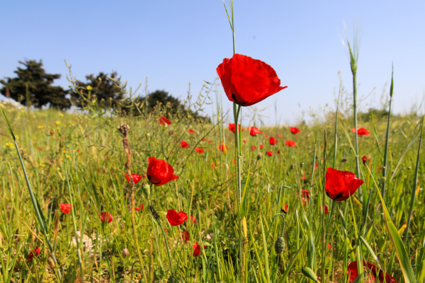Εαρινή Ισημερία 2023: Μπήκε κι επίσημα η Άνοιξη, πότε φτάνει η μέρα στο «ζενίθ» της