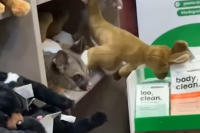 Αυστραλία: Πόσουμ ήταν κρυμμένο ανάμεσα σε λούτρινα, σε κατάστημα αεροδρομίου (Βίντεο)