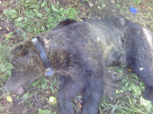 Φλώρινα: Αρκούδα παγιδεύτηκε σε παράνομη θηλιά για αγριογούρουνα (pic)