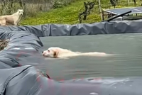 Ηράκλειο: Σκύλος καθοδηγεί τον διασώστη για να σώσει το κουτάβι του (Βίντεο)