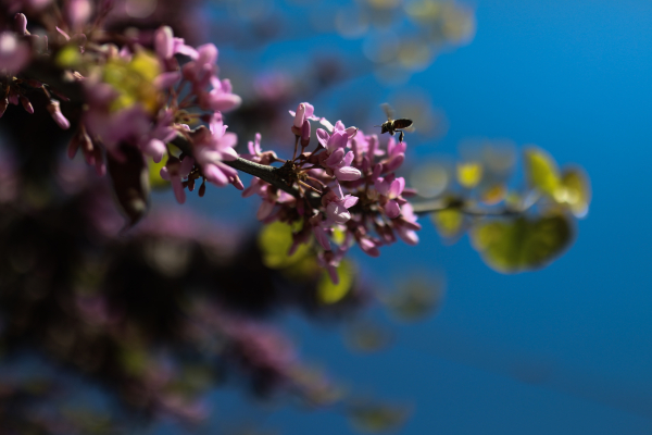 Κολυδάς για καιρό: Ο ανοιξιάτικος πασχαλινός μποναμάς της Μεγάλης Εβδομάδας