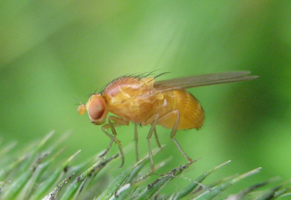 Γονίδιο που μετριάζει την επιθετικότητα εντοπίστηκε στις φρουτόμυγες