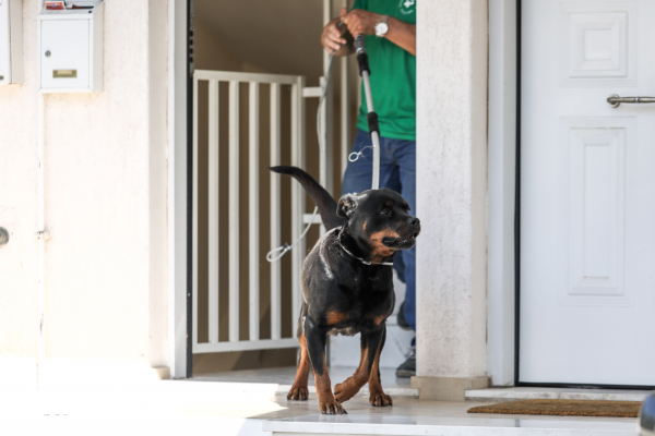 Θάνατος 5χρονου στην Κοζάνη: Ένοχοι οι ιδιοκτήτες των ροτβάιλερ