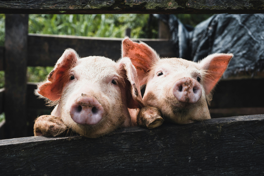 Κυλιστείτε με γουρούνια: Αυτή είναι η νέα hot τάση στη γιόγκα