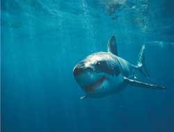 Τι σκότωσε τον μεγαλύτερο καρχαρία του πλανήτη
