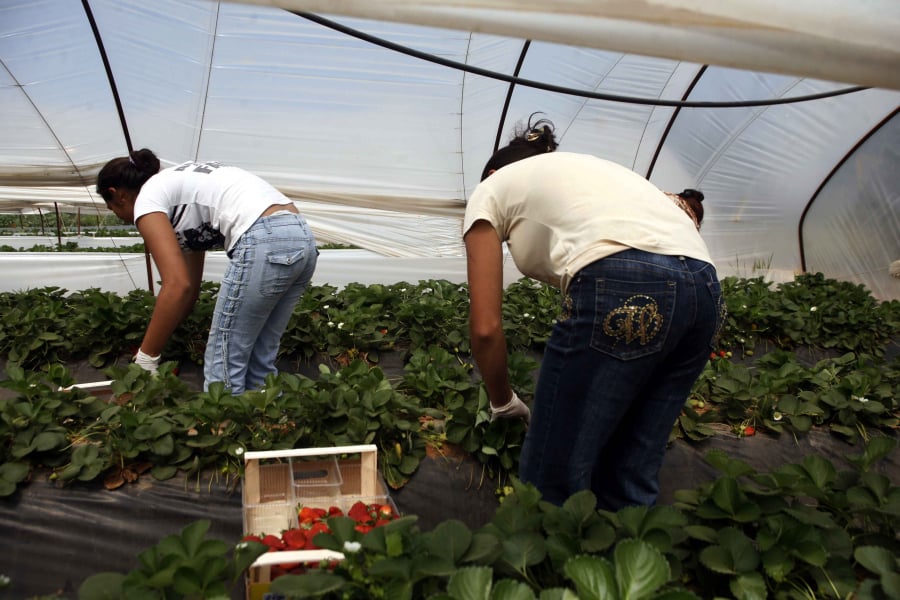 Ταχύρρυθμο σεμινάριο για τεχνικούς Θερμοκηπίων από τον ΕΛΓΟ-ΔΗΜΗΤΡΑ
