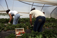 Ταχύρρυθμο σεμινάριο για τεχνικούς Θερμοκηπίων από τον ΕΛΓΟ-ΔΗΜΗΤΡΑ