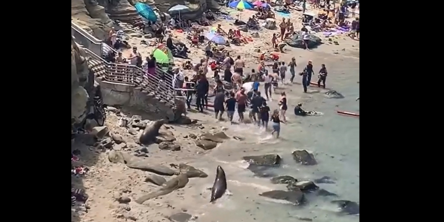 Βίντεο με θαλάσσια λιοντάρια να «κυνηγούν» λουόμενους σε παραλία