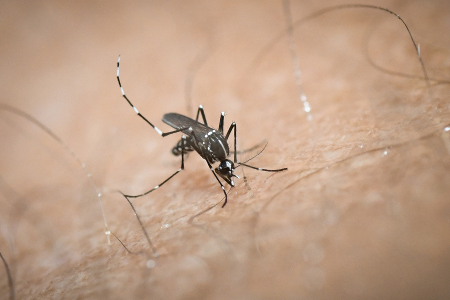 Τεράστια αύξηση των κουνουπιών στη βόρεια Ελλάδα, ξεκινούν νέοι αεροψεκασμοί