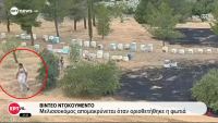 Συνελήφθη 45χρονος μελισσοκόμος για τη φωτιά στο Άλσος Βεΐκου: Το βίντεο που τον κατέγραψε στο σημείο