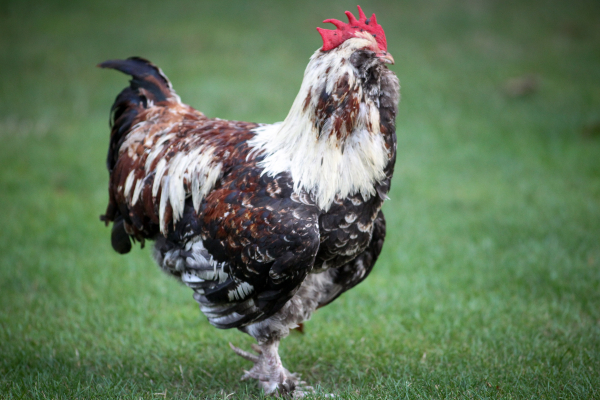 Έξαρση της γρίπης των πουλερικών - Μαγιορκίνης: Ενδεχομένως να είναι η επόμενη πανδημία