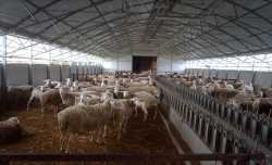 Ποιοι αιγοπροβατοτρόφοι και αγελαδοτρόφοι θα πάρουν τις ενισχύσεις του 2015