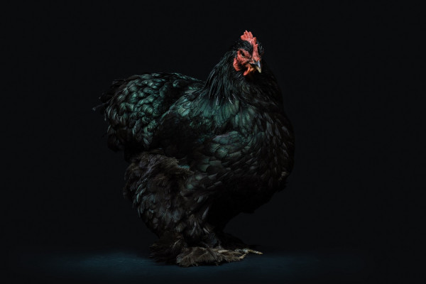 Μαύρο κοτόπουλο: Ένα πουλερικό που δεν μοιάζει με τα άλλα - Ποια η διατροφική του αξία