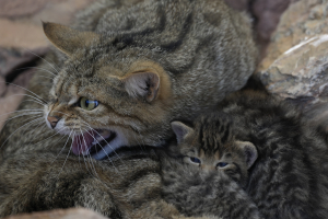 Οι Αρχές της Αγγλίας ανακοινώνουν σχέδια για την επανεισαγωγή κορυφαίου θηρευτή που έχει εξαφανιστεί για πάνω από 100 χρόνια: «Γιατί να μην τις επαναφέρουμε;»