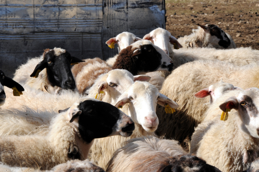 Εικόνες φρίκης στον Βόλο: Πέταξαν νεκρά ζώα με ευλογιά σε ρέμα