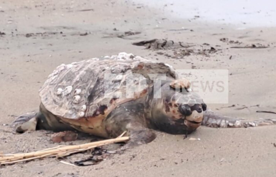 Άλλη μια νεκρή χελώνα στη Βούλα - Τι να κάνεις αν βρεις μια