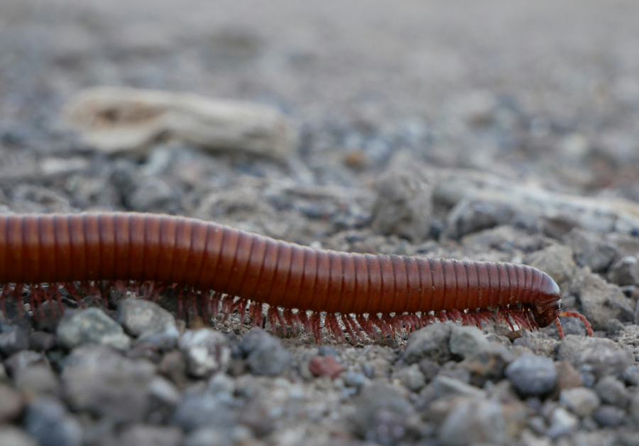 Φτιάχνονται φάρμακα από… σαρανταποδαρούσες;